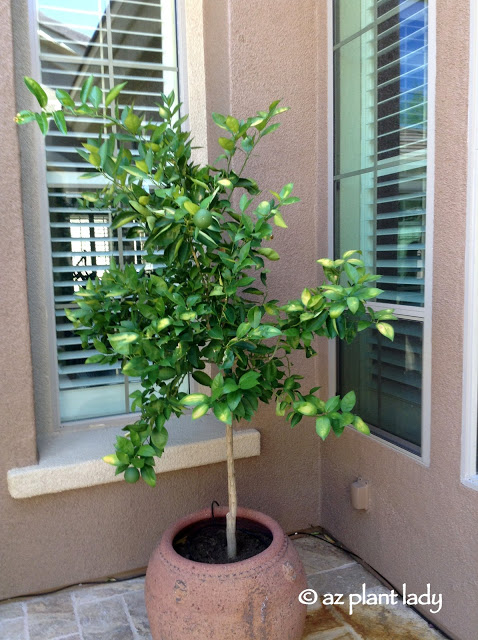 new citrus trees planted in pots.