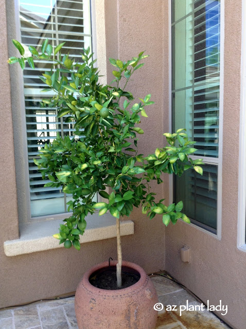 sunburned citrus