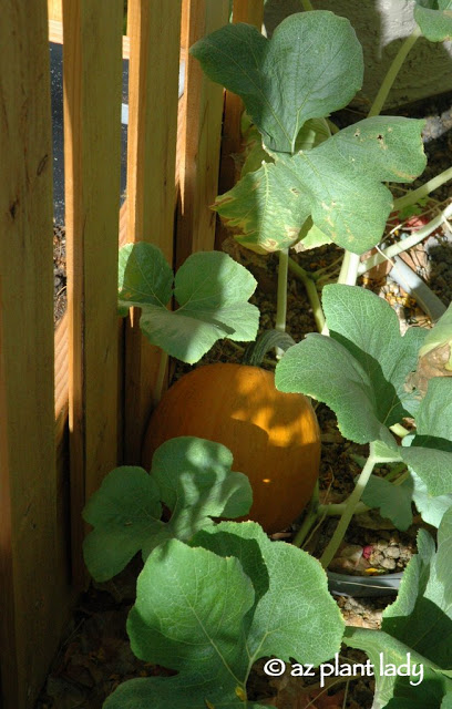 The Summer Vegetable Garden: Pumpkins!