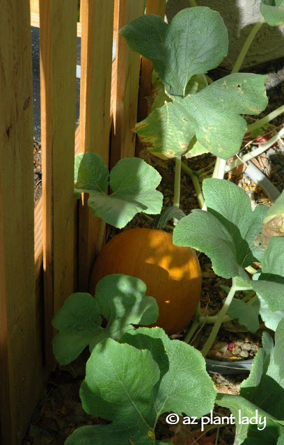 El Huerto de Verano: ¡Calabazas!