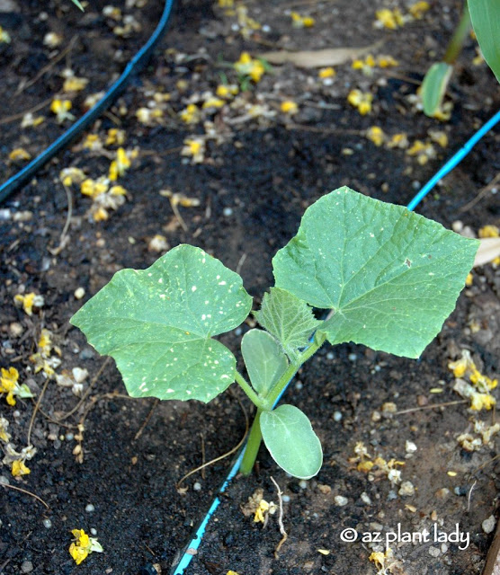  citrouilles en croissance