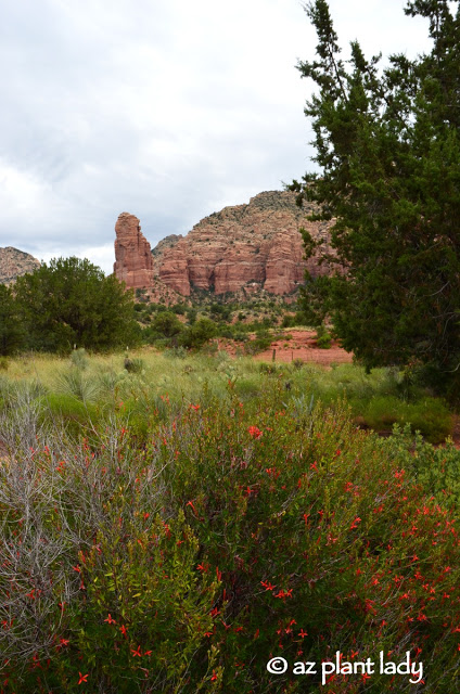 red rocks of Sedona.