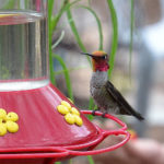 _Hummingbird_with_pollen_on_head