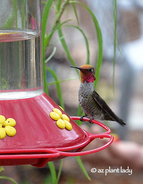 Anna's Hummingbird whose head and throat are covered in pollen