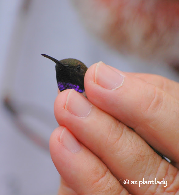 Mature Black-Chinned Hummingbird