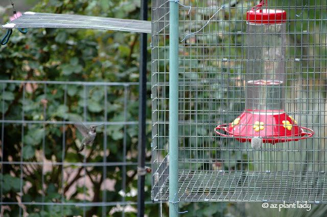 hummingbird feeders