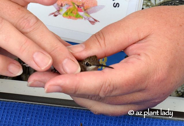 Hummingbird Banding