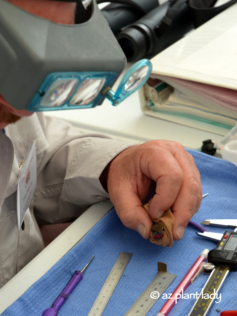 Hummingbird Banding