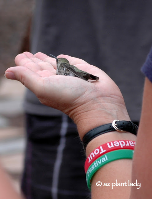 newly-banded hummingbirds