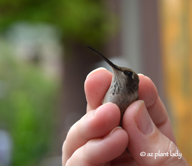 Immature Male Black-Chinned Hummingbird