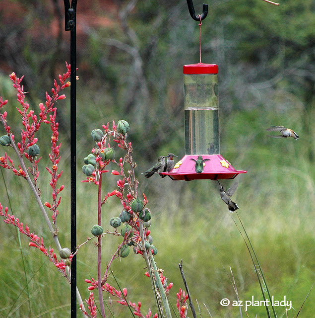 hummingbird feeders