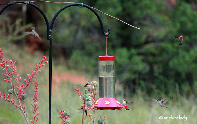 hummingbirds feeding