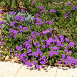 sandpaper verbena