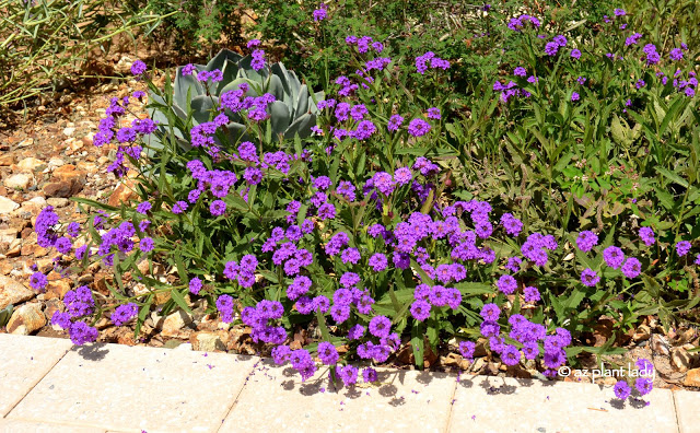 sandpaper verbena