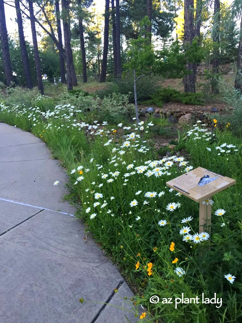 Hummingbird Festival