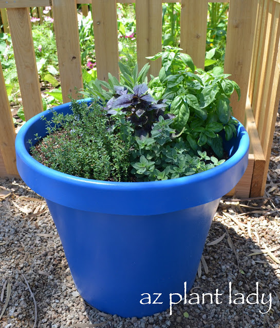 Herb Container Garden