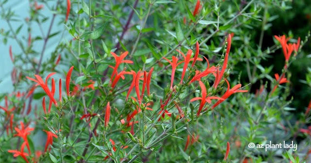 Flame Acanthus (Anisacanthus quadrifidus v. wrightii) during second spring