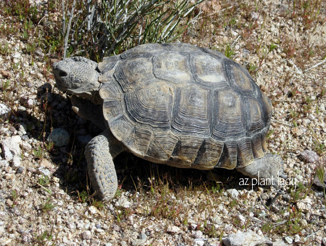 Meet "Aesop" Our Sonoran Desert Tortoise