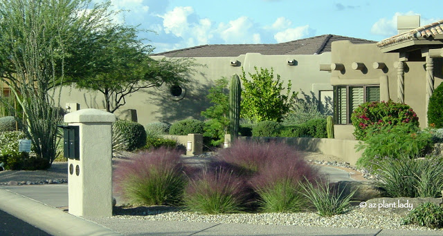 Pink muhly (Muhlenbergia capillaris)