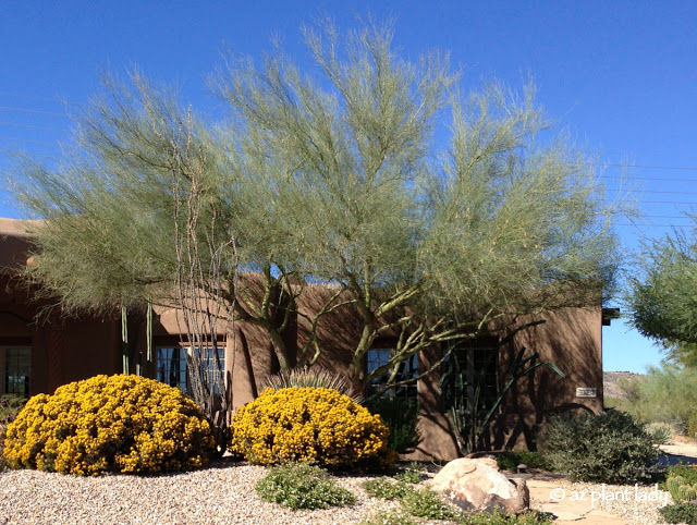 Fall Blooms for the Southwest Garden