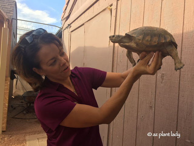 Meet "Aesop" Our Sonoran Desert Tortoise