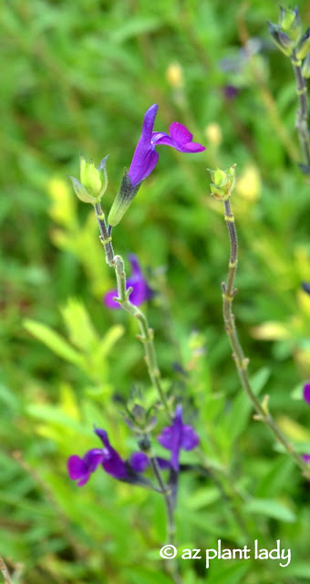 Salvia greggii 'Purple'