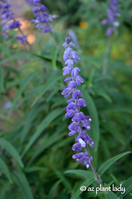 Drought Tolerant and Beautiful: Mexican Bush Sage