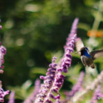 Salvia_leucantha_Mexican_Bush_Sage_Costa27s_Hummingbird