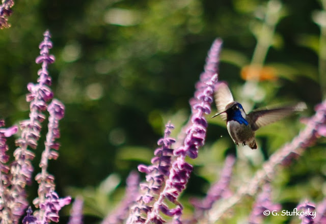 Drought Tolerant and Beautiful: Mexican Bush Sage