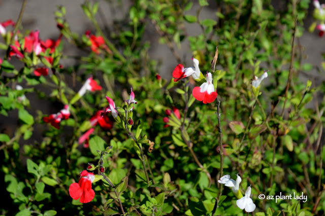 Salvia microphylla 'Lipstick' 