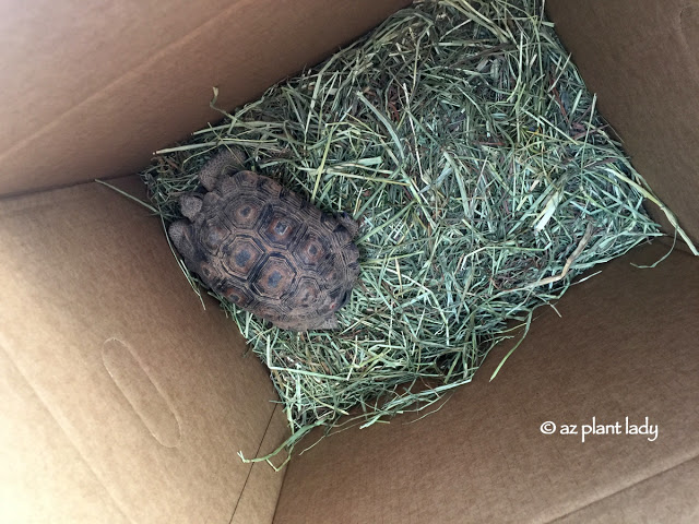 Meet "Aesop" Our Sonoran Desert Tortoise