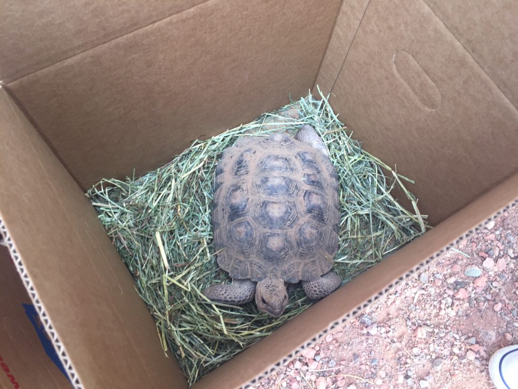 male tortoise 