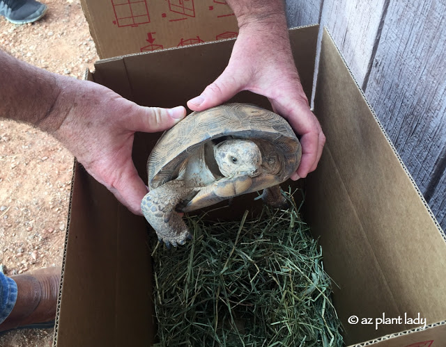 Meet "Aesop" Our Sonoran Desert Tortoise