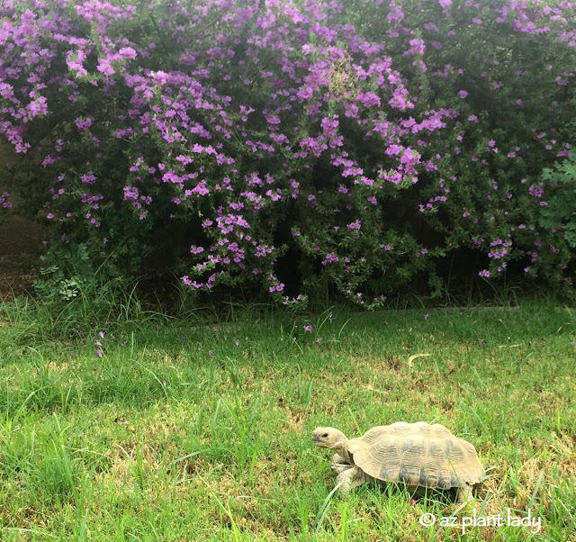 walk on our lawn