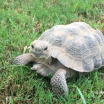 Sonoran Desert Tortoise