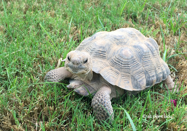 Meet "Aesop" Our Sonoran Desert Tortoise