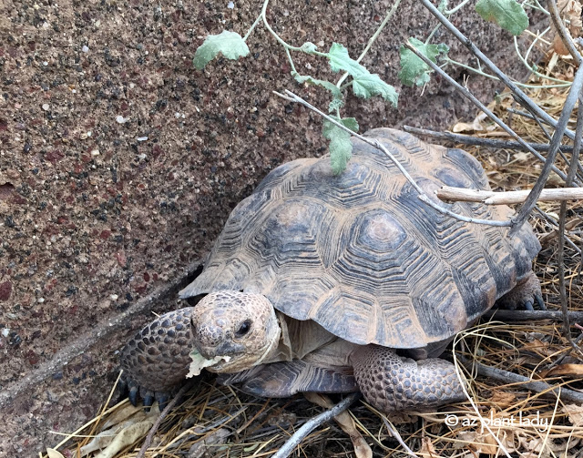 Sonoran Desert Tortoise