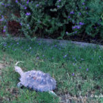 Aesop, our desert tortoise
