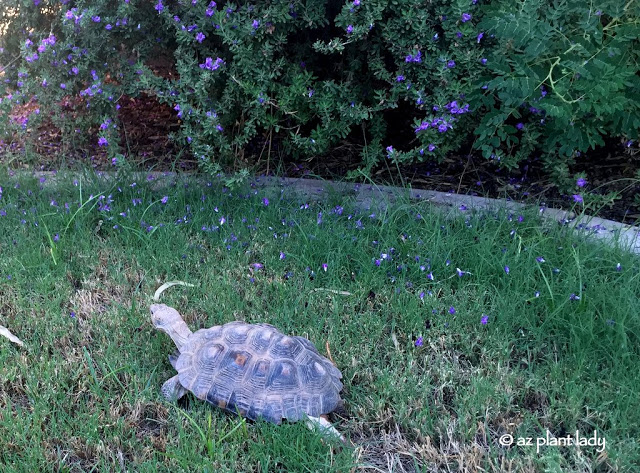 Aesop, our desert tortoise