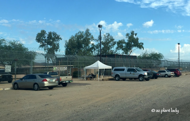 desert tortoise adoption facility