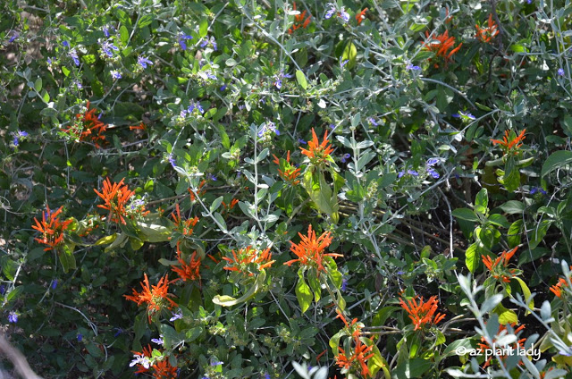 Shrubby germander planted alongside Mexican honeysuckle (Justicia spicigera)