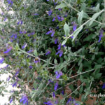 shrubby germander(Teucrium fruiticans).