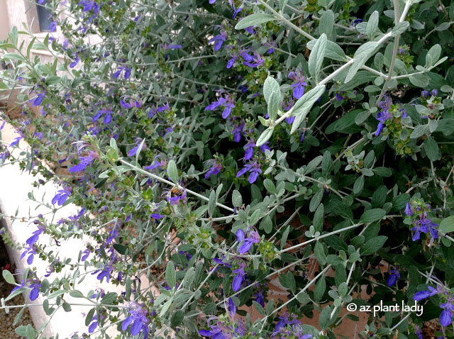 shrubby germander(Teucrium fruiticans).