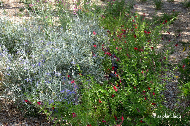 Young shrubby germander growing alongside red autumn sage (Salvia greggii)