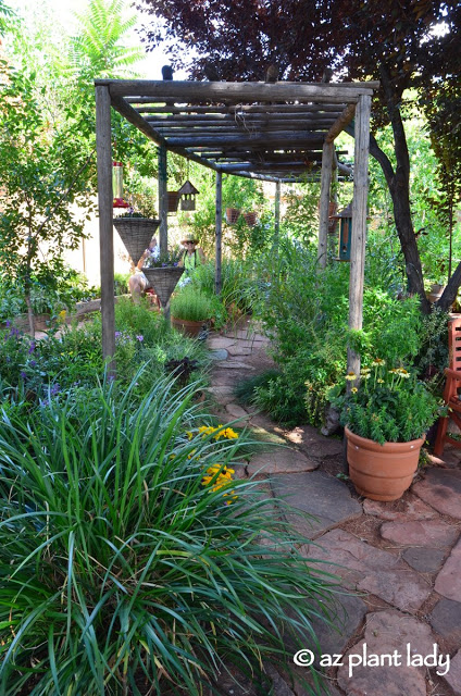 "second spring" garden beauty in the desert Southwest