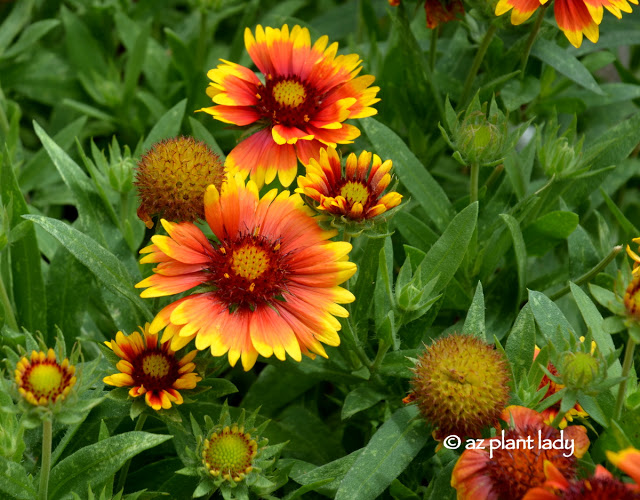 Blanket flower (Gaillardia spp.)