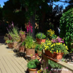 colorful_containers_penstemon_Sedona_garden