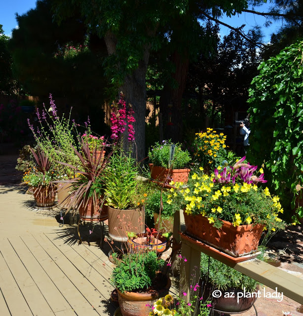 colorful_containers_penstemon_Sedona_garden