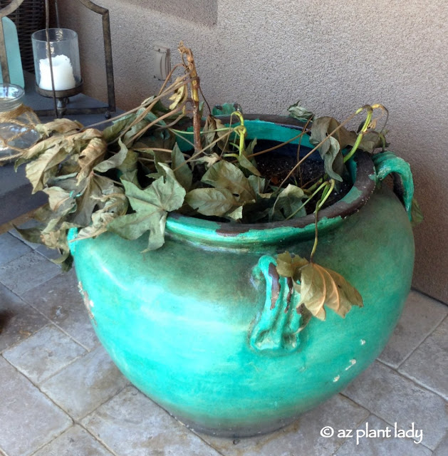 Container Gardening Book Review "Getting Potted In The Desert"
