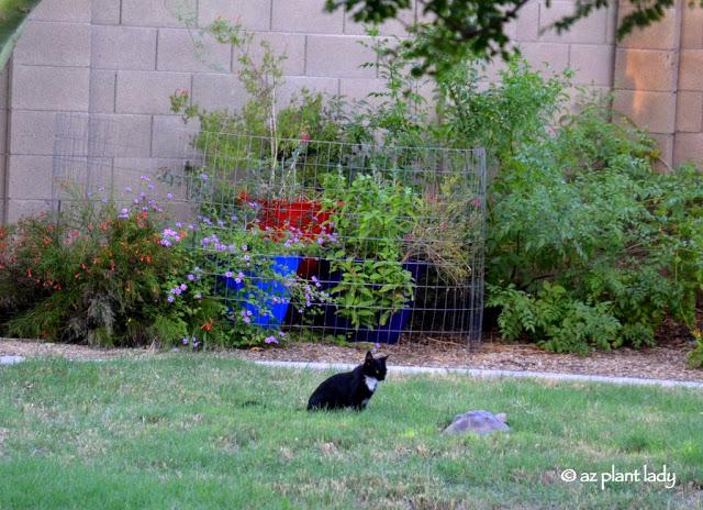 feral cats